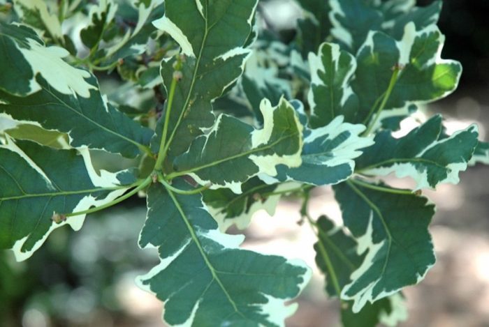 Oak Variegate