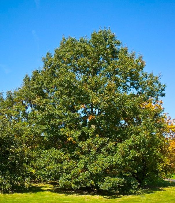 Pelubang oak
