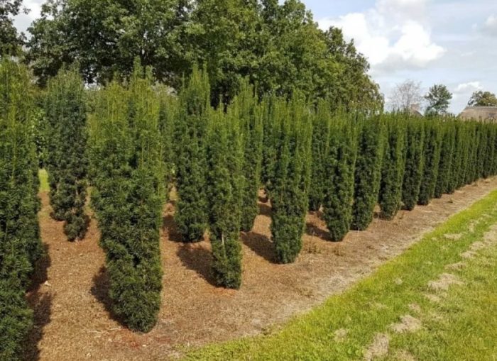 Ingles na oak Fastigiata Hoopsi