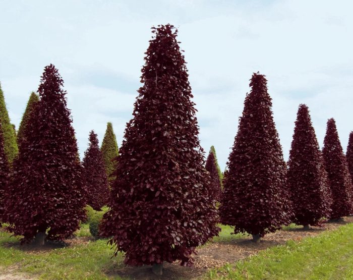 Ingles na oak Fastigiata purpurea