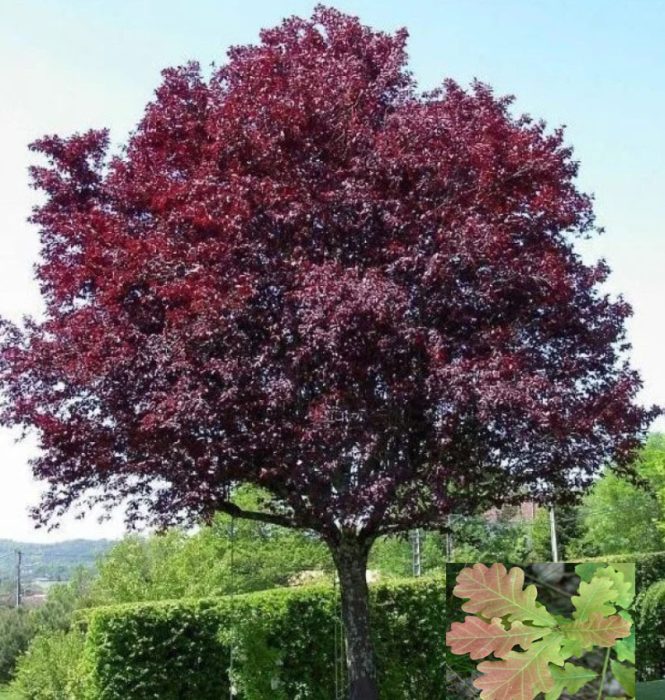 Nigra ng oak na Ingles