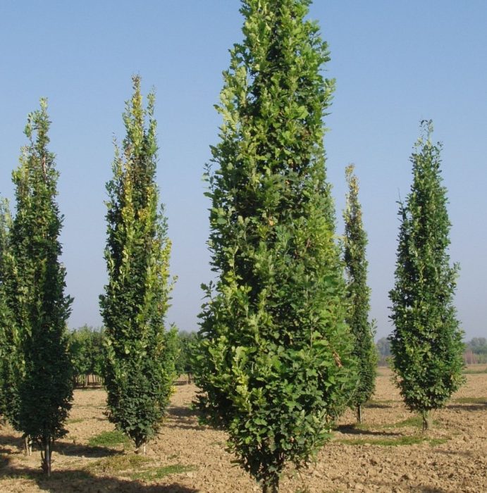 Pyramidalis na oak ng Ingles