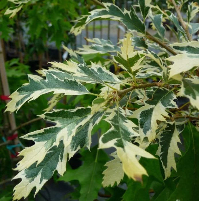 Mga dahon ng English oak na Variegata