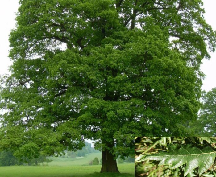 Ingles na oak na Asplenifolia