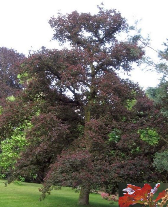 Atropurpurea ng Ingles na oak