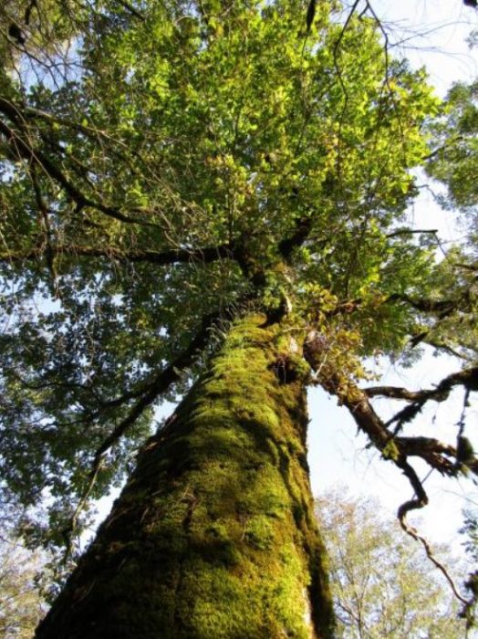 Georgian Oak