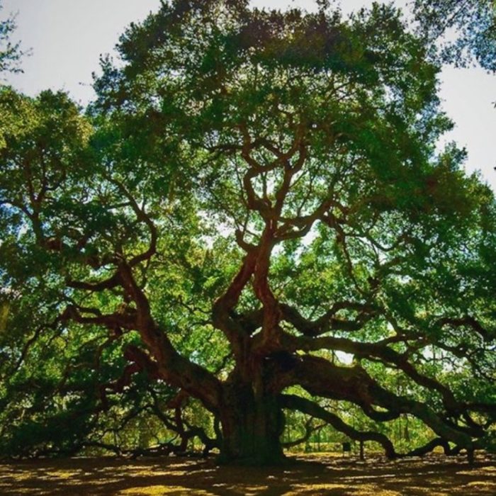Imeretian Oak