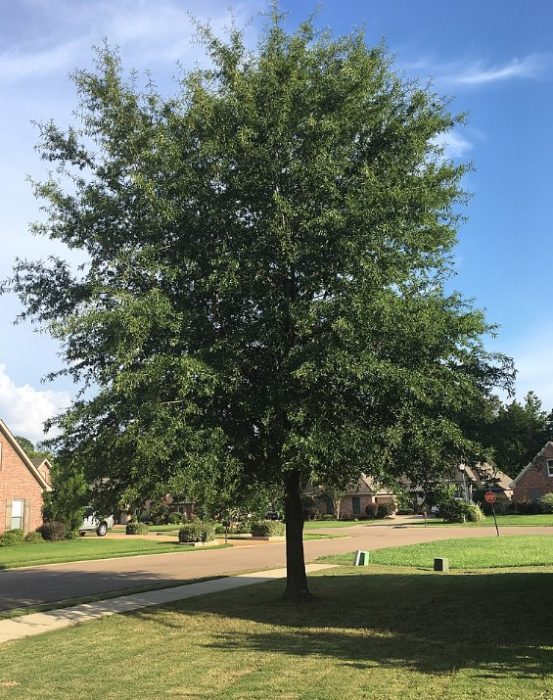 Willow oak