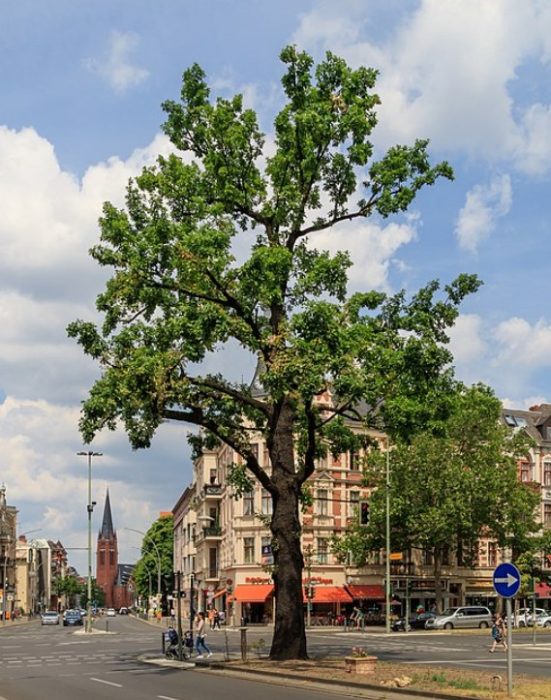 Kaiser Oak