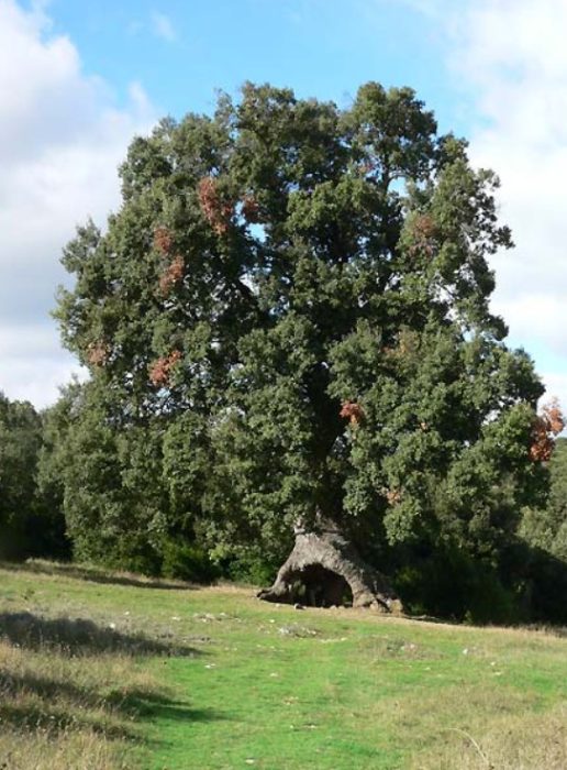 Bato na oak
