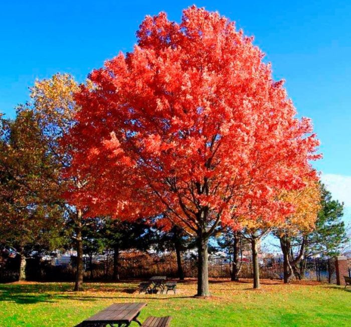 Pulang oak