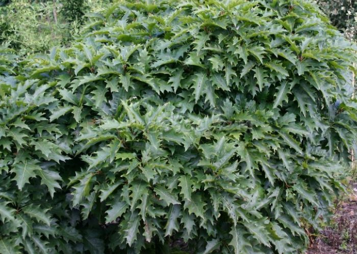 Pulang oak na "Haaren"