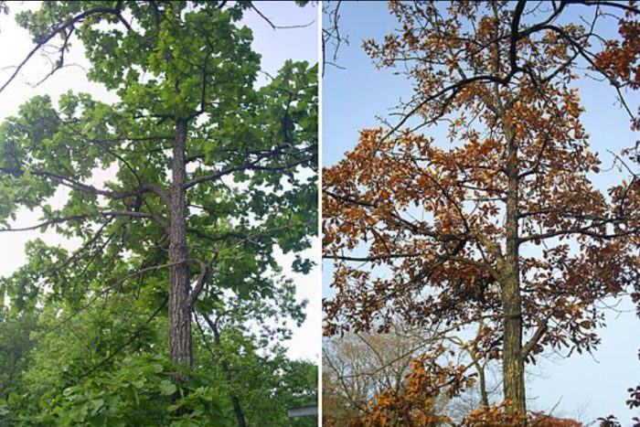 Mongolian oak