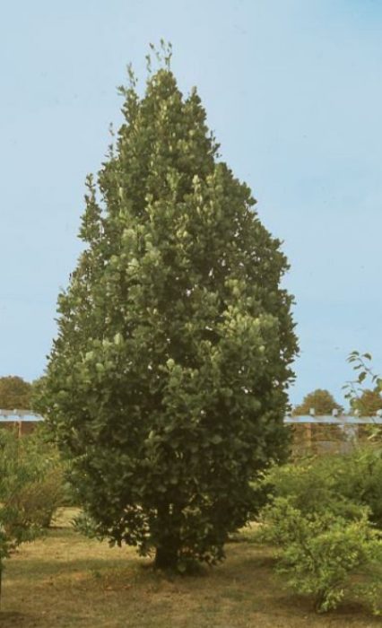 Monumento ng Oak