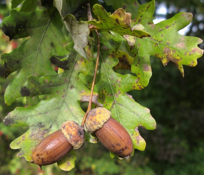 Oak na may bulaklak na binti