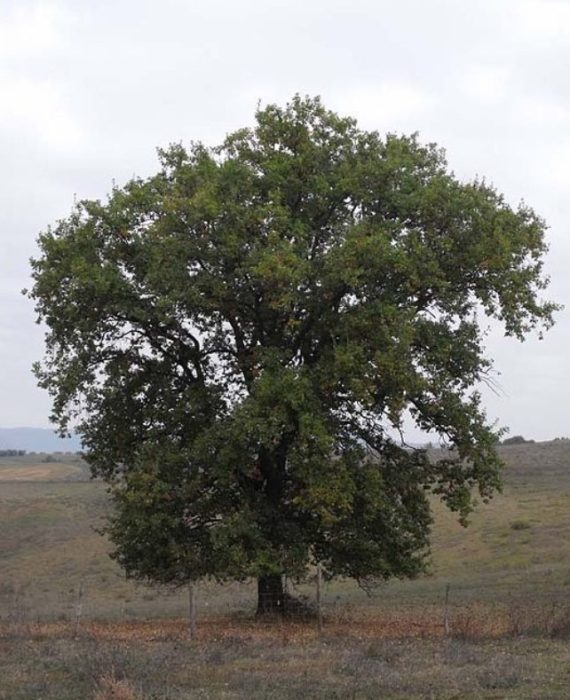Mabalahibong oak