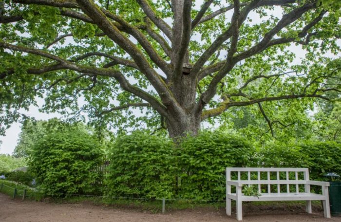 Puno ng oak sa Mikhailovskoye