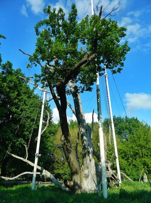 Zaporizhzhya oak