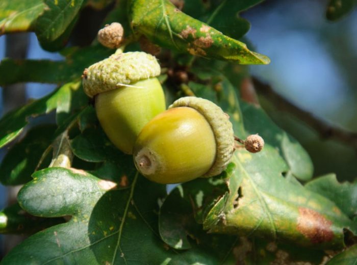 Mga bunga ng oak