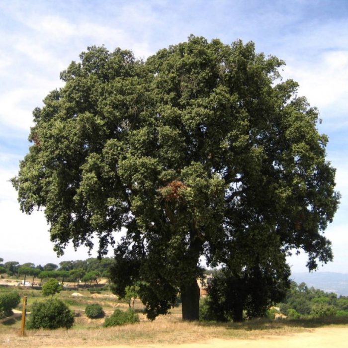 Oak na may ngipin