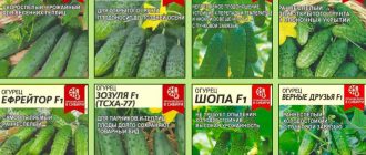 Mga buto ng pipino ng Altai